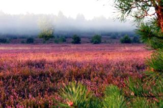 Niron Marina Szalonego Greka - 7