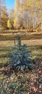 Wild Beauty Brezna - 8