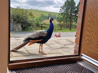 2 Bed in Lower Chapel 94567 - 6