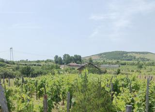 Holiday home with vineyard and city view - 0