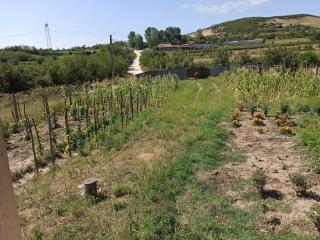Holiday home with vineyard and city view - 7