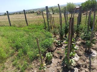 Holiday home with vineyard and city view - 5