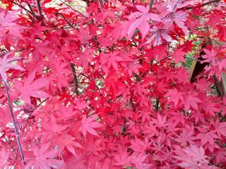 Calderus house Dobogókő - 0