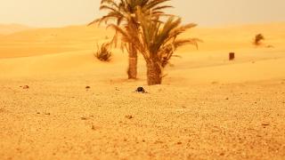 MERZOUGA OVERNIGHT CAMP - 7