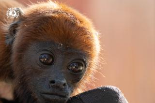 Valencia Lake Lodge - 3