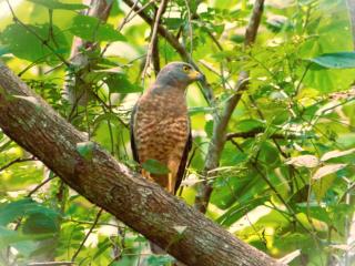 Nicoya Silvestre - 9