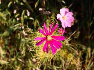 Luxury Family Tent with Play Area - 1