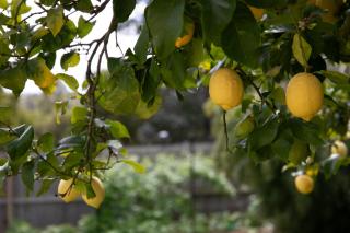 Bonnie Belle, Norwood - 6