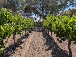 Willa Villa Bush Retreat - Gol Gol - 9