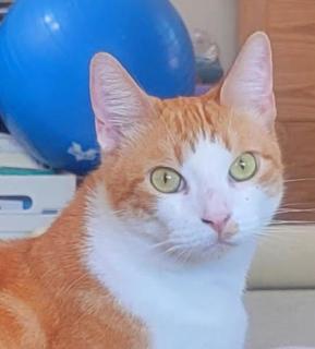 Prime City Access - Welcome to the Cat House - Room 1 - No Smoking or Smoke Residue, No Fragrance such as Perfume or Cologne, both due to a medical condition - 0