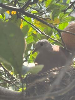 Chácara Anjo Matheus Guarapari - Guarapari - 1