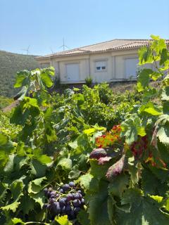 Villa Quinta Dom Reis - 7