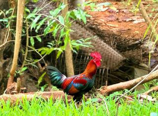 Verdant Hill Villa - 9