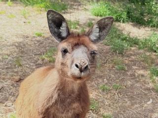 Beachside Cabin No 2 at Island Beach - 1