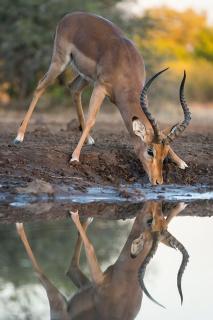 Korabi Lodge & Game Farm - 4