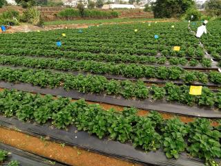 The Grand Sulochana Banglow Bhilar 101 - 9