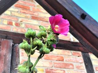 Pommernhof am Stettiner Haff - 6