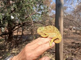 Wildland Safaris - 7