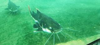 Gite Du Ptit Lou - 4