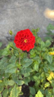 Ferienwohnung Emma - 4