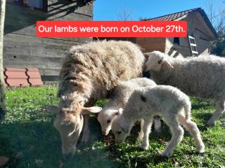 Tiny houses Genacvale - 3