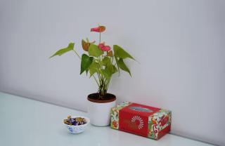 Urban Nest - Viman Nagar- 1 km from Airport - 3