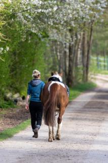 TinyHousebeiDresden mit Faßsauna Zwischen den Teichen und auf der Pferdekoppel Kaminofen Terrasse Klimaanlage - 4