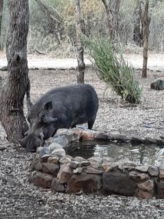 Sunbirds at Kruger - 9
