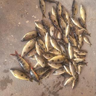 Casa verde temporada - 5