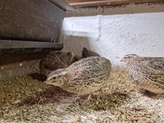 Patrizer Haus in Bergbauerndorf - 6