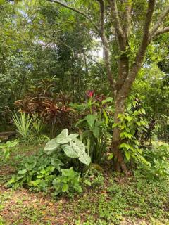 1888 North West Xaibe - 1