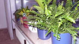 Ferienwohnung in ehemaliger Bank - Altengronau - 9