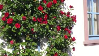 Ferienwohnung in ehemaliger Bank - Altengronau - 7