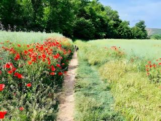 Podere La Miniera Room And Food - 9