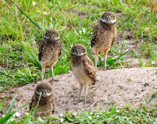 Merida unit at Cape Marco with pool, gym and tennis - 1