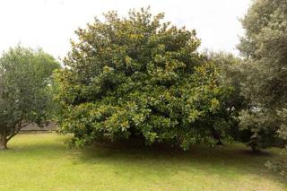 Casa en Suesa La Dama Blanca - 1