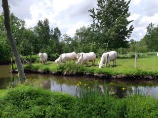 Gite les Glycines - Magné - Magné - 1