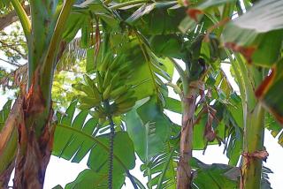 Stef Surf Villa El Delfin - Potrero - 4