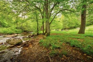 Hidden Creek Cabin - 5