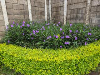 Vista a los Volcanes - 6