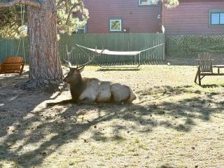Mountain Shadows Resort - Estes Park - 8