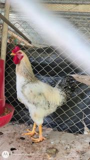 Cabaña La Cascada - 6