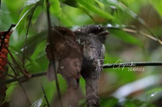 Forest & Fields Sinharaja - Step Close, Live Wild - 4