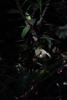 Forest & Fields Sinharaja - Step Close, Live Wild - 2