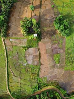 Forest & Fields Sinharaja - Step Close, Live Wild - 0