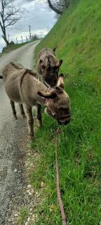 Gîte Les Cadichons de la Grange - 5