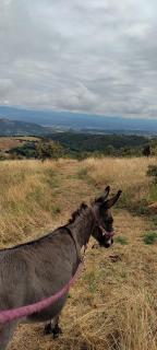 Gîte Les Cadichons de la Grange - 6