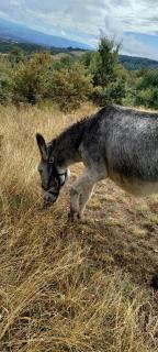 Gîte Les Cadichons de la Grange - 8