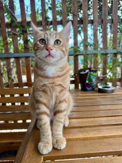 The Spot Glamping Studios - Protaras - 7