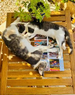 The Spot Glamping Studios - Protaras - 9